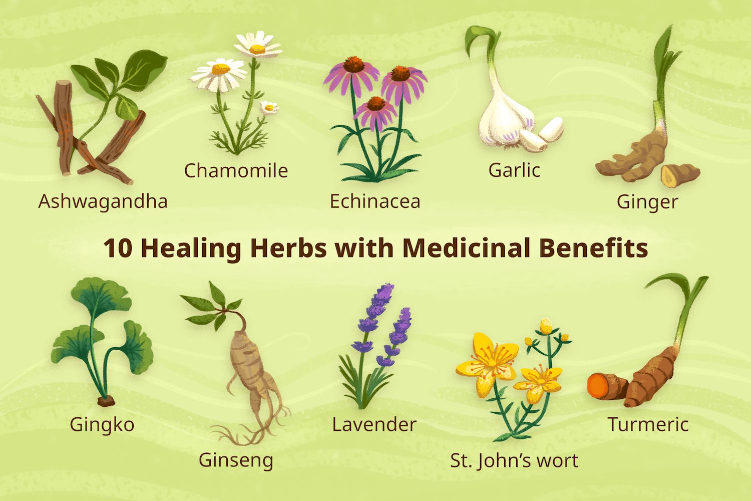 Herbal remedies for holistic wellness